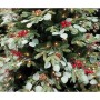 Weihnachtsbaum Home ESPRIT Rot grün PVC Metall 129 x 129 x 210 cm von Home ESPRIT, Weihnachten - Ref: S3058680, Preis: 227,76...