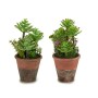 Planta Decorativa Suculenta Plástico 16 x 23 x 16 cm (12 Unidades) de Ibergarden, Plantas - Ref: S3623241, Preço: 77,78 €, De...