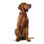 Coleira para Cães Hunter Swiss Vermelho/Preto (38-43.5 cm) de Hunter, Coleiras - Ref: S6101048, Preço: 40,70 €, Desconto: %