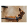 Trela para Cães Hunter DIVO & MALDON 2 x 100 cm Cinzento de Hunter, Trelas - Ref: S6102697, Preço: 12,86 €, Desconto: %