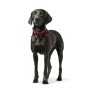 Dog collar Hunter Aalborg Red M 38-47 cm by Hunter, Collars - Ref: S6104589, Price: 20,10 €, Discount: %