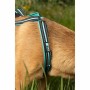 Harnais pour Chien Olympia XS de Olympia, Harnais - Réf : S71009414, Prix : 47,98 €, Remise : %