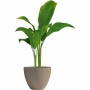 Blumentopf Garden ID Taupe 30 x 26 cm | Tienda24 - Global Online Shop Tienda24.eu