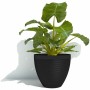 Blumentopf Garden ID Schwarz 40 x 31 cm | Tienda24 - Global Online Shop Tienda24.eu