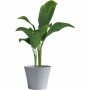 Blumentopf Garden ID Grau 30 x 27 cm | Tienda24 - Global Online Shop Tienda24.eu