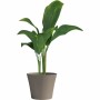 Plant pot Garden ID Taupe 40 x 34 cm | Tienda24 - Global Online Shop Tienda24.eu