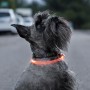 Collier à LED pour Animaux Petlux InnovaGoods | Tienda24 Tienda24.eu