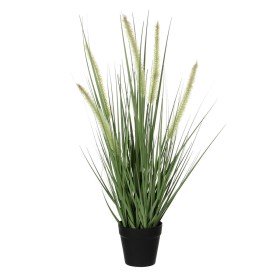 Decorative Plant  Ball Moss 20 x 20 x 20 cm | Tienda24 - Global Online Shop Tienda24.eu