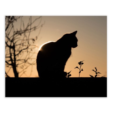 Cadre Multicouleur Chat 100 x 3 x 80 cm de BigBuy Home, Impressions sur toile - Réf : S8807558, Prix : 20,39 €, Remise : %