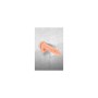 Dildo Real Body 18 cm de Real Body, Dildos clássicos - Ref: M0405031, Preço: 13,42 €, Desconto: %