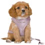 Arnês para Cães Trixie Junior Lilás M/L | Tienda24 - Global Online Shop Tienda24.eu