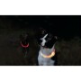 LED Collar for Pets Trixie Orange XS/S | Tienda24 - Global Online Shop Tienda24.eu