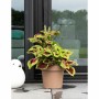 Self-watering flowerpot Garden ID Taupe | Tienda24 - Global Online Shop Tienda24.eu