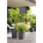 Pot auto-arrosant Elho Greensense Aqua Care Ø 38 x 38,9 cm Gris foncé Carré | Tienda24 - Global Online Shop Tienda24.eu