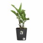 Pot auto-arrosant Elho Greensense Aqua Care Ø 38 x 38,9 cm Gris foncé Carré | Tienda24 - Global Online Shop Tienda24.eu