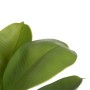 Planta Decorativa Verde PVC Eik 58 cm | Tienda24 - Global Online Shop Tienda24.eu