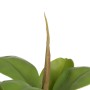 Decorative Plant Green PVC Oak 58 cm | Tienda24 - Global Online Shop Tienda24.eu