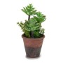 Decorative Plant Plastic | Tienda24 - Global Online Shop Tienda24.eu