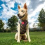 Dog Harness Marvel Reversible Red XS by Marvel, Harnesses - Ref: S0735076, Price: 13,84 €, Discount: %