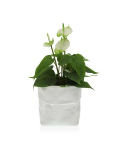 Vaso Autoirrigável Stefanplast Cloe Branco Plástico 19 x 19 x 19 cm (12 Unidades) | Tienda24 Tienda24.eu