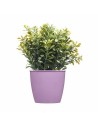 Planter Stefanplast Academy Plastic 11,3 x 10 x 11,3 cm (60 Units) | Tienda24 Tienda24.eu