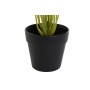 Plante décorative DKD Home Decor PVC polypropylène 25 x 25 x 30 cm de DKD Home Decor, Plantes artificielles - Réf : S3030548,...