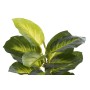 Decorative Plant DKD Home Decor PVC polypropylene 25 x 25 x 30 cm | Tienda24 - Global Online Shop Tienda24.eu