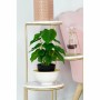 Planta Decorativa DKD Home Decor PVC Polipropileno 20 x 20 x 30 cm | Tienda24 - Global Online Shop Tienda24.eu