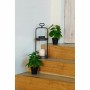 Decorative Plant DKD Home Decor PVC polypropylene 20 x 20 x 30 cm | Tienda24 - Global Online Shop Tienda24.eu