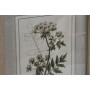 Quadro Home ESPRIT Shabby Chic Piante botaniche 30 x 2 x 40 cm (6 Unità) di Home ESPRIT, Stampe e quadri su tela - Rif: S3055...