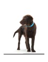 Dog collar Hunter Convenience Turquoise (38-46 cm) | Tienda24 Tienda24.eu