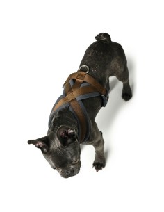 Arnês para Cães Hunter 35-37 cm Azul XS | Tienda24 Tienda24.eu