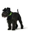 Collar para Perro Hunter Convenience Talla M Verde (38-46 cm) | Tienda24 Tienda24.eu