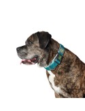 Dog collar Hunter Plus Thread turquoise Turquoise Size XL (45-70 cm) | Tienda24 Tienda24.eu