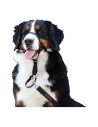 Dressurhalsband für Hunde Company of Animals Halti Schwarz Maulkorb (40-54 cm) | Tienda24 Tienda24.eu