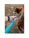 Laisse pour Chien Red Dingo Turquoise | Tienda24 Tienda24.eu