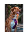 Imbracatura per Cani Red Dingo Dingo 25-36 cm 31-43 cm Viola XS da Red Dingo, Imbracature - Ref: S6104230, Precio: 23,87 €, D...