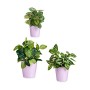 Set de Macetas Lila Arcilla (6 Unidades) de Ibergarden, Macetas para flores - Ref: S3616783, Precio: 42,99 €, Descuento: %