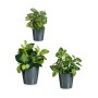 Set de Macetas Antracita Arcilla (6 Unidades) de Ibergarden, Macetas para flores - Ref: S3616784, Precio: 42,99 €, Descuento: %