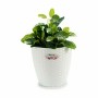 Plantador Stefanplast Branco Plástico 24 x 22,5 x 24 cm (6 Unidades) | Tienda24 - Global Online Shop Tienda24.eu