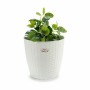 Plantador Stefanplast Branco Plástico 29 x 27 x 29 cm (6 Unidades) | Tienda24 - Global Online Shop Tienda24.eu