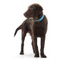 Dog collar Hunter Convenience Turquoise by Hunter, Collars - Ref: S6101130, Price: 8,31 €, Discount: %