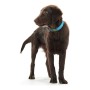 Collar para Perro Hunter Convenience Turquesa (42-50 cm) de Hunter, Collares - Ref: S6101163, Precio: 10,30 €, Descuento: %