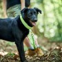 Hundehalsband Hunter Plus Thema Neongrün XL (45-70 cm) | Tienda24 - Global Online Shop Tienda24.eu