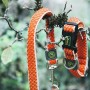 Collier pour Chien Hunter Basic Fil Orange Taille M (33-50 cm) de Hunter, Colliers - Réf : S6101271, Prix : 13,54 €, Remise : %