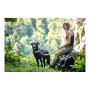 Trela para Cães Hunter HILO Castanho (200 cm) de Hunter, Trelas - Ref: S6101278, Preço: 21,60 €, Desconto: %