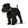 Collar para Perro Hunter Convenience Talla S Verde (28-36 cm) de Hunter, Collares - Ref: S6102642, Precio: 9,15 €, Descuento: %