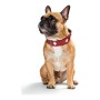 Collar para Perro Hunter Swiss Rojo/Negro (24-28.5 cm) | Tienda24 - Global Online Shop Tienda24.eu