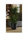 Plant pot EDA Opal Chape Black Ø 29,5 cm | Tienda24 Tienda24.eu