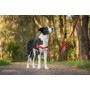 Harnais pour Chien Red Dingo 30-42 cm Rouge XS de Red Dingo, Harnais - Réf : S6104041, Prix : 6,57 €, Remise : %